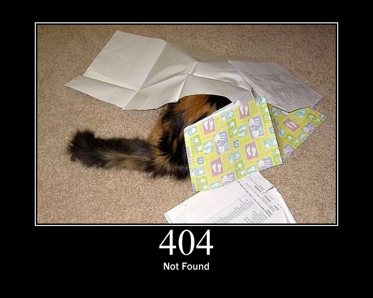 404 cat